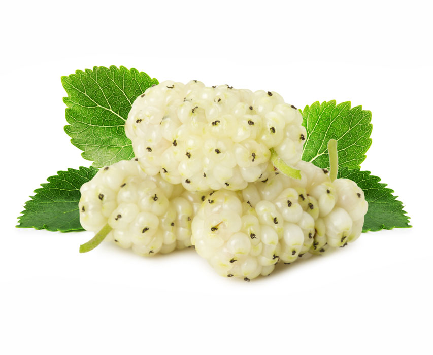 نهال توت سفید